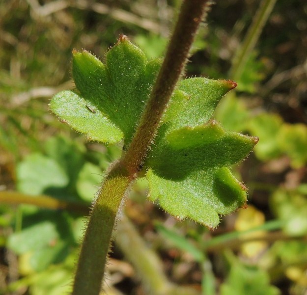 Saxifraga granulata - papelorikon varsilehdet muuttuvat ylempänä varrella lähes tai aivan ruodittomiksi. Lehtilaita on vaihtelevasti liuskainen. Ylempänä varsi on tiheämmin nystykarvainen ja hapsikarvat vähenevät yksittäisiksi. Sund, Bomarsund, Notviksbasen-niemi, Notvikstornetin raunion viereiset kallioketorinteet, 28.5.2013. Copyright Hannu Kämäräinen.