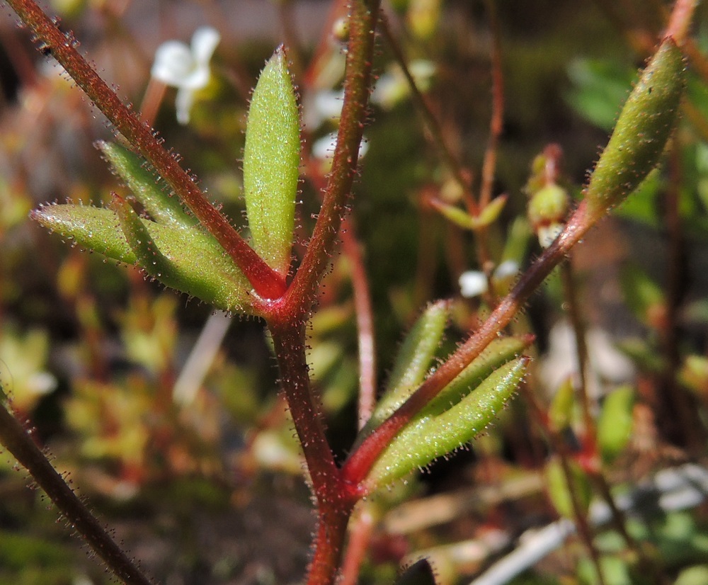 Saxifraga tridactylites - mäkirikon liuskaiset tai jakoiset varsilehdet muuttuvat ylempänä yleensä ehyiksi ja suikeiksi (kuvan oikea ylälaita). Varsilehtien pituus vaihtelee tavallisesti välillä 2-10 mm. Lehdet ja punaruskeat varret ja haarat ovat tiheästi nystykarvaiset. 14.5.2015. Copyright Hannu Kämäräinen.