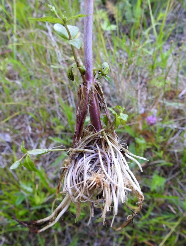 Veronica anagallis-aquatica - konnantädykkeen juuristo on tiheänä, mehevänä ja vaaleana kimppuna, joka muodostaa myös rönsyjä. Lisäksi varren alimpaan niveleen kasvaa yleensä juuria. ES, Kouvola, Kurvi, Suursuonoja Valkealanväylän itäpuolella, 23.7.2018. Copyright Hannu Kämäräinen.