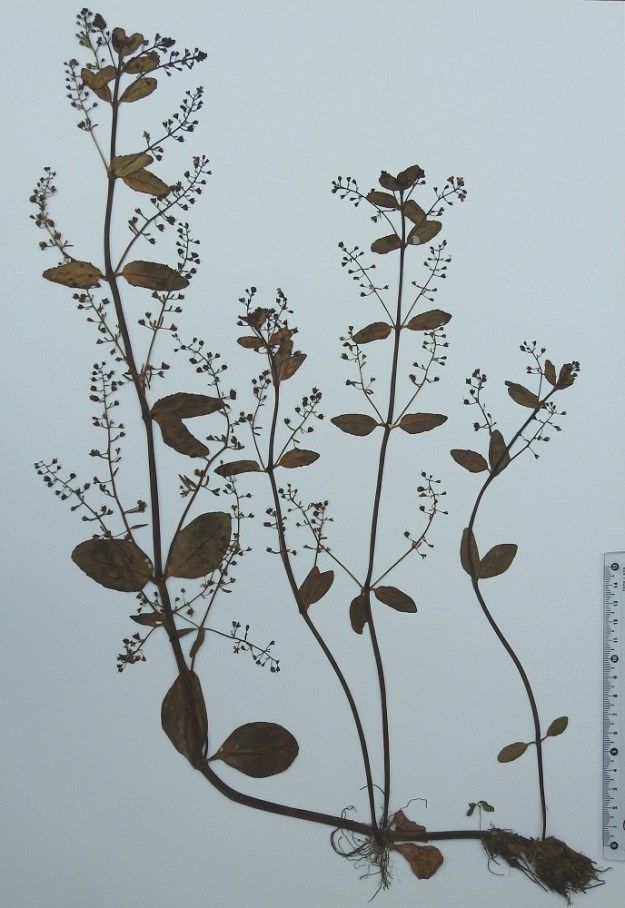 Veronica beccabunga - ojatädykkeen näytekuva osoittaa hyvin lajin yleisilmeen. Juuristo on varren päässä tiheänä kimppuna. Rento alaosa juurehtii, rönsyää ja kasvattaa uusia versoja nivelkohdistaan. Kukkaterttuja on usein alimmista lehtihangoista saakka. ES, Lappeenranta, Ihalainen, kalkkilouhosalueen täytemaakentän poikki kulkeva oja, 7.7.1991. Kuva näytteestä, copyright Hannu Kämäräinen.