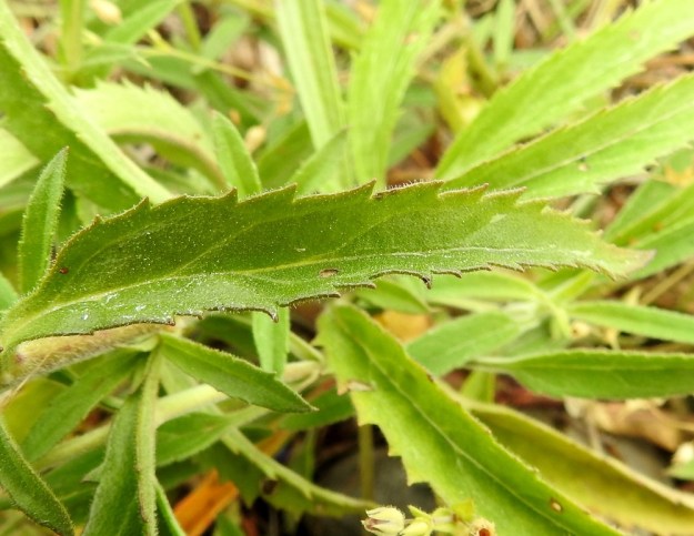 Veronica spicata - tähkätädykkeen lehtilavalla on pituutta tavallisesti noin 2-6 cm ja leveyttä leveimmältä kohtaa lehtimuodosta riippuen noin 0,5-2 cm. Laidat ovat matalahkosti sahahampaiset. Lehti on molemmin puolin tiheään nysty- ja lyhytkarvainen. A, Eckerö, Käringsundby, rantakallioketo Käringsundsvägenin varrella, 9.7.2017. Copyright Hannu Kämäräinen.