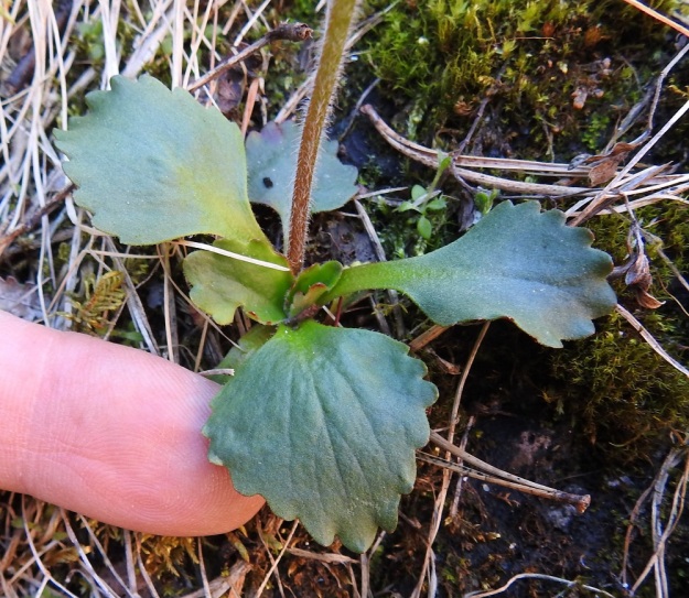 Micranthes nivalis (Saxifraga nivalis) - pahtarikon lehtiruusuke on maanmyötäinen. Lehdet ovat siipipalteisesti ruodilliset. Lehtilapa on pyöreähkö, soikea tai leveänpuikea ja isohampainen sekä tyviosastaan tavallisesti kapeneva. Lapa on päältä kaljuhko ja tavallisesti noin 15-35 mm pitkä ja leveimmältä kohtaa noin 10-25 mm leveä. Kuvassa sormen kohdalla olevan lehtilavan pituus on noin 30 mm ja leveys 25 mm. Ks, Kuusamo, Käylä, Oulankajoen eteläiset rantakalliot Kiutakönkään kohdalla, rantaan laskeva, kausikostea kallionotkelma, 14.6.2019. Copyright Hannu Kämäräinen.
