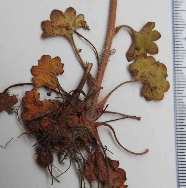 Saxifraga granulata - papelorikon tyvellä on sipulimaisen meheviä, punertavia tai punaruskeita ja karvaisia itusilmuja, jotka ovat läpimitaltaan noin 3-5 mm. Lajin tieteellinen nimi viittaa näihin "jyväsiin". Suomalainen nimi, papelo, tarkoittaa lankarullan pohjakapulaa, jonka ympärille lanka tai loimi kierretään. Näin myös suomalainen nimi juontaa pieniä keriä muistuttaviin itusilmuihin. A, Saltvik, Näs, maantienojan sorapitoinen laide peltoalueen keskellä olevan Näsin paloaseman kohdalla, 27.5.1989. Kuva näytteestä, copyright Hannu Kämäräinen.