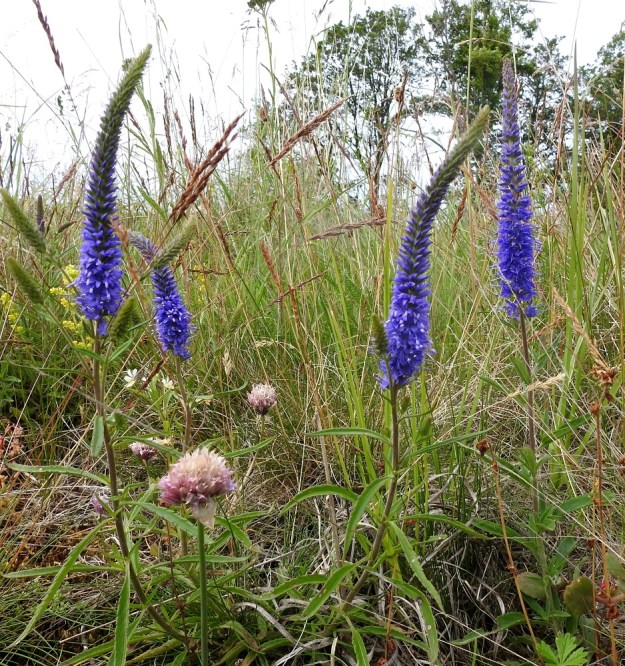 Veronica spicata - tähkätädyke risteytyy samankaltaisen mutta kookkaamman rantatädykkeen, V. longifolia, kanssa. Risteymät ovat lisääntymiskykyisiä ja voivat risteytyä takaisin myös kantalajeihinsa. Melkoisella varmuudella voi sanoa, että kuvan etualan kolmivartisessa yksilössä on perimäainesta myös rantatädykkeestä. Kukinto on jopa runsaasti haarova. Risteytyminen on sotkenut myös varsilehtien jaon. Ne eivät ole vastakkain tai kolmittain, kuten kantalajeilla, vaan yksittäin kierteisesti. A, Eckerö, Käringsundby, rantakallioketo Käringsundsvägenin varrella, 9.7.2017. Copyright Hannu Kämäräinen.