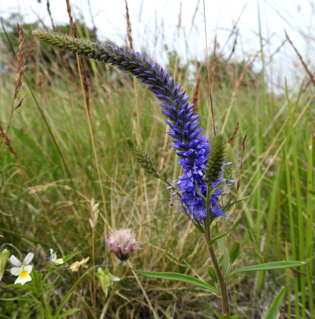 Veronica spicata - tähkätädykkeen ja V. longifolia - rantatädykkeen risteymän latvaterttu on usein myös tähkätädykkeen normaalimittoja (noin 3-9 cm) pitempi. A, Eckerö, Käringsundby, rantakallioketo Käringsundsvägenin varrella, 9.7.2017. Copyright Hannu Kämäräinen.