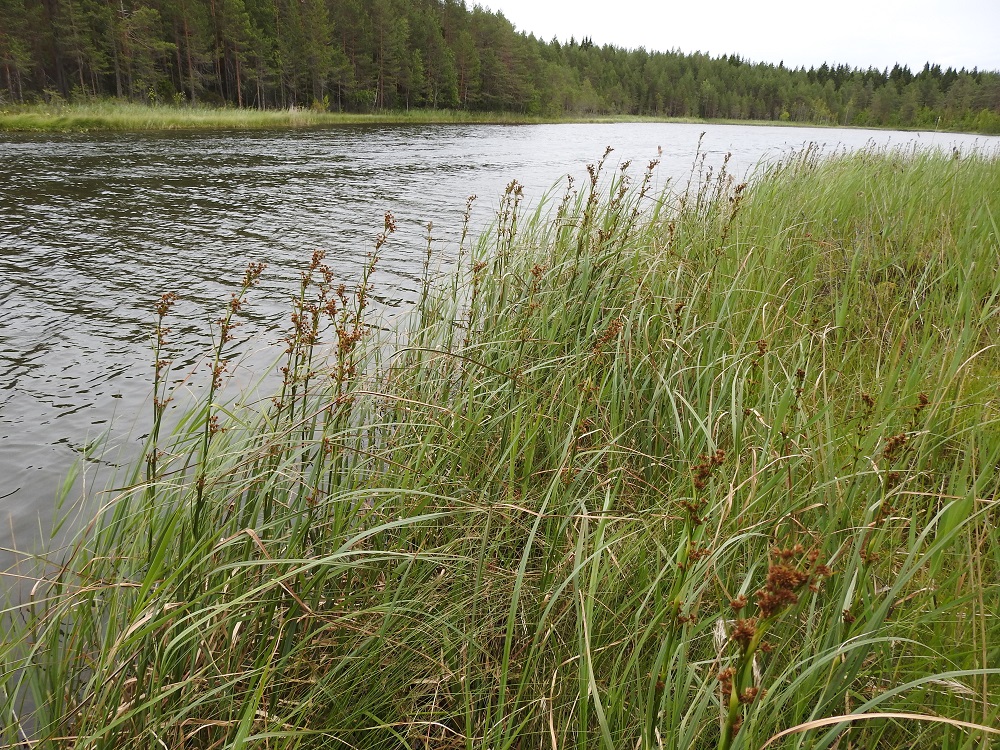 Cladium mariscus - isotaarna on ilmeisesti rönsyämällä levittäytynyt lammen vesirajassa ja rantasuolla noin 60 m pitkäksi kasvustonauhaksi, jossa 2019 oli noin 660 tähkävartta. PS, Joroinen, Ryyhtölä, Saarikko-lampi, luonnonsuojelualue, 12.7.2019. Koko kuvasarja on samalta kasvualueelta. Copyright Hannu Kämäräinen.