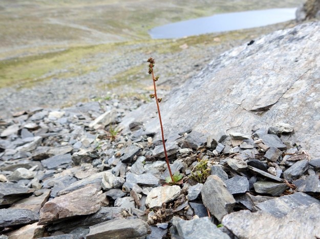 Micranthes foliolosa (Saxifraga foliolosa) - iturikko voi kasvaa hyvinkin karunnäköisessä ja muuten lähes kasvittomassa louhikossa, jos juurien ulottuvilla on ylärinteiltä valuvaa vettä ja kivistä liukenevaa kalkkia. EnL, Enontekiö, Kilpisjärvi, Saanan jyrkkä koillisrinne vähän pahdan pään ja Saanajärven luoteispuolella, 800 m mpy, 6.7.2018. Copyright Hannu Kämäräinen.