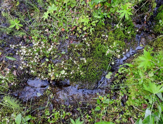 Micranthes stellaris (Saxifraga stellaris) - tähtirikko viihtyy jopa tunturipurossa, sammalpatjalla. EnL, Enontekiö, Kilpisjärvi, Saanan Kilpisjärveen päättyvä, läntinen alarinne Käsivarrentien koillispuolella, tunturikoivikon puro sodan muistomerkkipolun varressa, 490 m mpy, 8.7.2018. Copyright Hannu Kämäräinen.