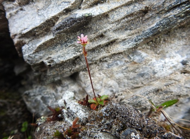 Micranthes tenuis (Saxifraga tenuis) - lumirikko on tavallisesti noin 3-13 cm korkea. Sen terälehdet ovat kuvan tavoin vaaleanpunaiset, valkoiset tai valkoisesta myöhemmin punertuvat ja yläviistot. Laji suosii tuntureiden kalkkipitoisia ja ylempää valuvien vesien kosteuttamia kallioseinämiä ja -rinteitä. EnL, Enontekiö, Kilpisjärvi, Saanan jyrkkä koillisrinne, Saanajärven luoteisosan kohdalla, 735 m mpy, 6.7.2018. Copyright Hannu Kämäräinen.