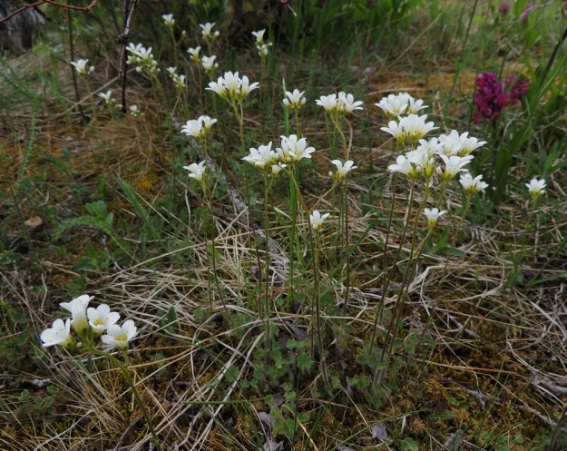 Saxifraga granulata - papelorikko on tavallisesti noin 15-40 cm korkea. Sen kasvuympäristöä ovat mm. kallioiset keto- ja lehtoniityt, laidunalueet sekä ketomaiset pientareet. Kuvassa seuralaisena seljakämmekkä, Dactylorhiza sambucina. A, Lemland, Styrsön ja Nåtön välinen pieni Rödgrundet-saari, jonka maantie lävistää, tienlaitaketo, YKJ 27.5.2013. Copyright Hannu Kämäräinen.