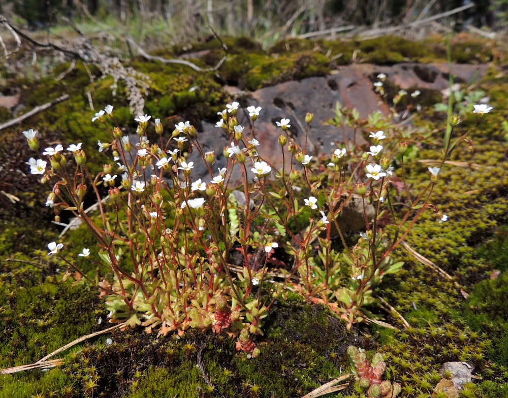 Saxifraga tridactylites - mäkirikko kasvaa usein tiheinä ryhminä avokalliota peittävän sammallaikun päällä. V, Salo, Särkisalo, Förby, aidatun kalkkilouhosalueen pohjoispuoli, avokalliopaljastuma, 14.5.2015. Koko kuvasarja on samalta kasvupaikalta. Copyright Hannu Kämäräinen.