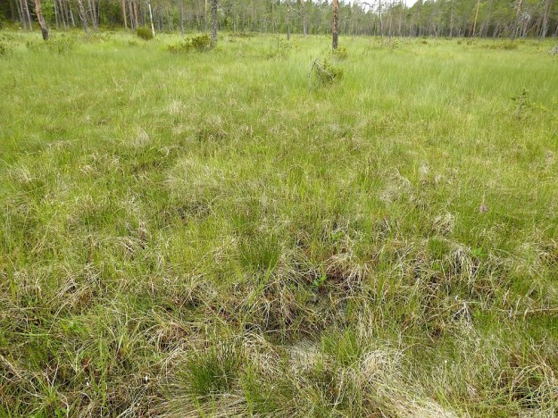 Schoenus ferrugineus - ruskoruosteheinän noin 30 m x 50 m:n kokoinen tiheähkö mättäikkö kalkkipitoisella ja rimpisellä rantaletolla. Kuvan oikeassa laidassa häämöttää punertavana myös lapinkämmekkä, Dactylorhiza majalis subsp. lapponica. Ks, Kuusamo, Käylä, Oulangan kansallispuisto, Rytilampi, rantasuo, 10.7.2019. Copyright Hannu Kämäräinen.