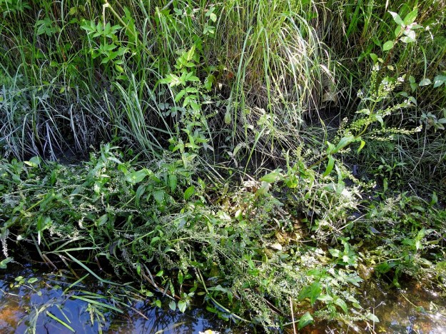 Veronica anagallis-aquatica - konnantädykkeen runsausvaihtelu samoilla kasvupaikoilla on eri vuosina hyvin suurta. Alunperin pystyt kasvustot lakoontuvat helposti varsinkin, kun monikymmenkukkaisten terttujen kehittyvät siemenet lisäävät latvan painoa. ES, Kouvola, Kurvi, Suursuonoja Valkealanväylän itäpuolella, 23.7.2018. Copyright Hannu Kämäräinen.
