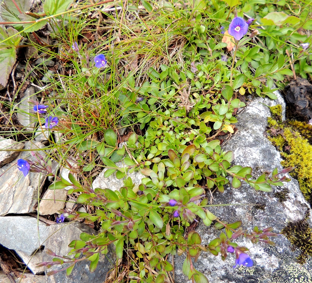 Veronica fruticans - varputädykkeen juurakko levittäytyy suikertaen ja haaroen pitkin kallionpintaa tai kivikon rakoja muodostaen pieniä kasvustolaikkuja. EnL, Enontekiö, Kilpisjärvi, Mallan luonnonpuisto, Kalottireitin varsi Iso-Mallan etelärinteellä, Kitsijoen itäpuolen rinnekivikko, 650 m mpy, 19.7.2013. Copyright Hannu Kämäräinen.