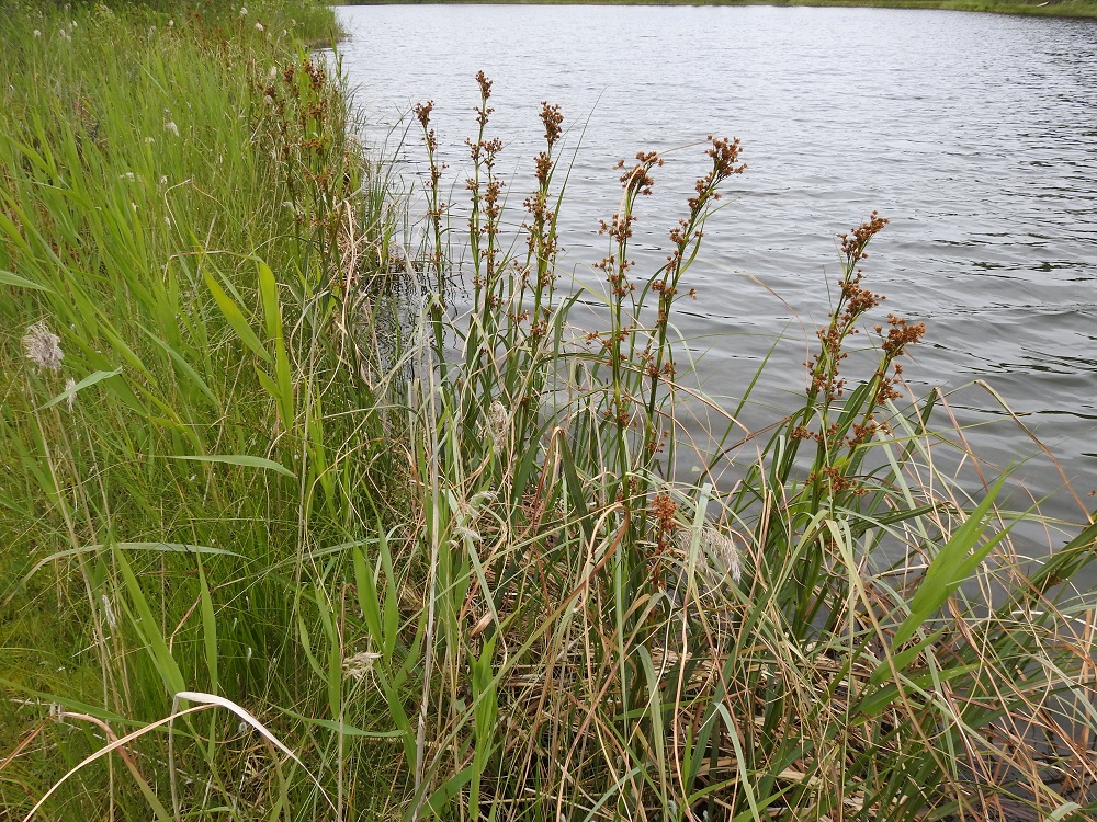 Cladium mariscus - isotaarna on vankkavartinen ja kasvaa tavallisesti noin 100-150 cm korkeaksi. 12.7.2019. Copyright Hannu Kämäräinen.