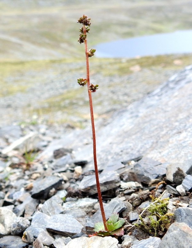 Micranthes foliolosa (Saxifraga foliolosa) - iturikko on huono lisääntymään suvullisesti ja läheskään aina kukkia ei kehity ollenkaan, vaan ne muuntuvat pieniksi lehtisykeröiksi, itusilmuiksi. Varsinkin tällöin vanan kukinto-osa voi olla lähes tai aivan haaraton. EnL, Enontekiö, Kilpisjärvi, Saanan jyrkkä koillisrinne vähän pahdan pään ja Saanajärven luoteispuolella, 800 m mpy, 6.7.2018. Copyright Hannu Kämäräinen.