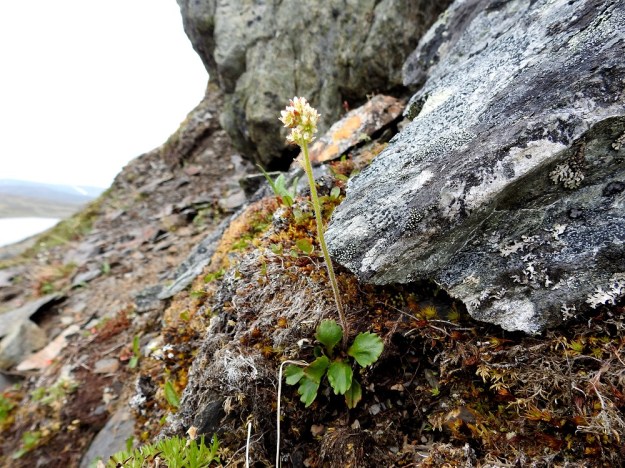 Micranthes nivalis (Saxifraga nivalis) - pahtarikko on nimensä mukaisesti myös pahtarinteiden ja kalliojyrkänteiden kasvi , vaikka se viihtyykin monenlaisilla kallio- ja kivipinnoilla. EnL, Enontekiö, Kilpisjärvi, Saanan jyrkkä, koillisrinne, pahtaseinämän tyvi Saanajärven luoteispään kohdalla, 795 m mpy, 6.7.2018. Copyright Hannu Kämäräinen.