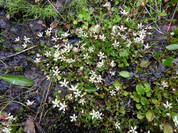 Micranthes stellaris (Saxifraga stellaris) - tähtirikon juurakko haaroo hyvällä kasvupaikalla yläosastaan ja kasvattaa haarojen kärkiin ruusukkeelliset versot. Näin kasvustoista voi tulla tiheitäkin eikä yksilöiden rajoja voi havaita. EnL, Enontekiö, Kilpisjärvi, Saanan Kilpisjärveen päättyvä, läntinen alarinne Käsivarrentien koillispuolella, tunturikoivikon puro sodan muistomerkkipolun varressa, 490 m mpy, 8.7.2018. Copyright Hannu Kämäräinen.
