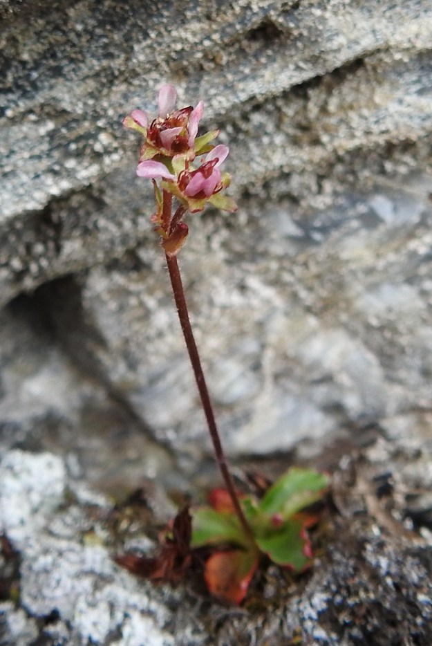 Micranthes tenuis (Saxifraga tenuis) - lumirikon terälehdet ovat soikeat, pyöreäpäiset ja kapenevatyviset. Pituutta niillä on yleensä noin 2 mm. EnL, Enontekiö, Kilpisjärvi, Saanan jyrkkä koillisrinne, Saanajärven luoteisosan kohdalla, 735 m mpy, 6.7.2018. Copyright Hannu Kämäräinen.