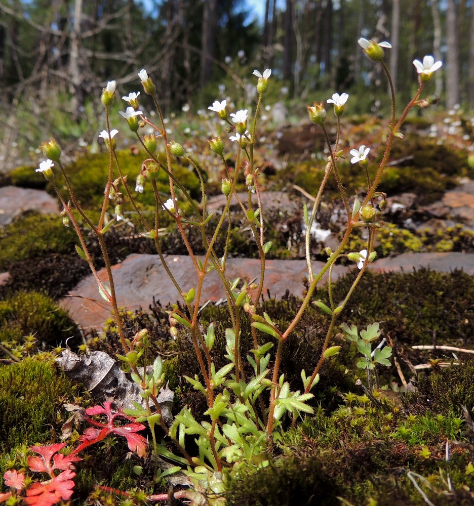 Saxifraga tridactylites - mäkirikko on tavallisesti noin 3-12 cm korkea ja sen varret ovat pystyt ja lehtiset sekä usein myös haarovat. 14.5.2015. Copyright Hannu Kämäräinen.