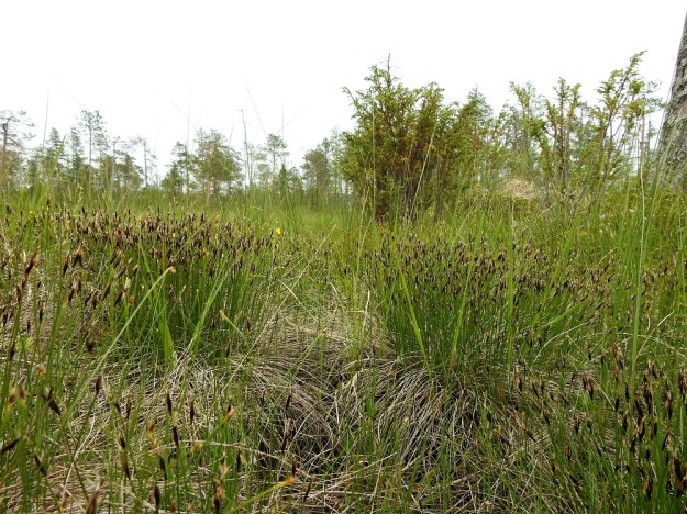 Schoenus ferrugineus - ruskoruosteheinän hyvin tiheät mättäät kohoavat vetistä suonpintaa hieman korkeammalle. Pysty ja runsashaarainen juurakko sitoo kasvin tiukasti turpeeseen. Edellisen kasvukauden alaspäin taipuneet ja lakastuneet varret kehystävät mättäitä. Ks, Kuusamo, Käylä, Oulangan kansallispuisto, Rytilampi, rantasuo, 10.7.2019. Copyright Hannu Kämäräinen.