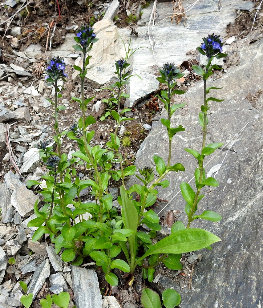 Veronica alpina subsp. alpina - tunturitädyke subsp. pulmuntunturitädyke on tyvestään koheneva ja muuten pysty sekä tavallisesti noin 5-15 cm korkea. Kuvan varsien voi melkoisella varmuudella olettaa kuuluvan samaan yksilöön. EnL, Enontekiö, Kilpisjärvi, Iso-Mallan etelärinne, Kitsijoen Kitsiputouksen tyvirotko, 650 m mpy, 9.7.2018. Copyright Hannu Kämäräinen.