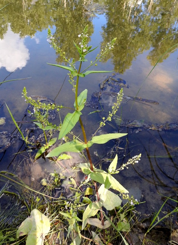 Veronica anagallis-aquatica - konnantädyke on tavallisesti noin 30-70 cm korkea ja se haaroo lyhyehkösti varren alaosan lehtihangoista. Kukkatertut sijaitsevat haarojen päässä ja varren ylemmissä lehtihangoissa. ES, Kouvola, Kullasvaara, Kotkan valtatien itäpuoli, rata-alueen pohjoispuolella oleva oja ja sen hulevesialtaat, 10.7.2020. Copyright Hannu Kämäräinen.