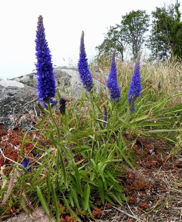 Veronica spicata - tähkätädykkeen juurakko on vaakasuoraan kasvava ja haarova. Niinpä siitä usein nousee varsiryhmiä. Yleensä varsissa on vain yksi latvatähkä, mutta joskus sen alapuolisiin lehtihankoihin voi kasvaa yksi tai kaksi pienempää lisätähkää, kuten kuvan vasemmanpuoleisessa varressa. A, Eckerö, Käringsundby, rantakallioketo Käringsundsvägenin varrella, 9.7.2017. Copyright Hannu Kämäräinen.
