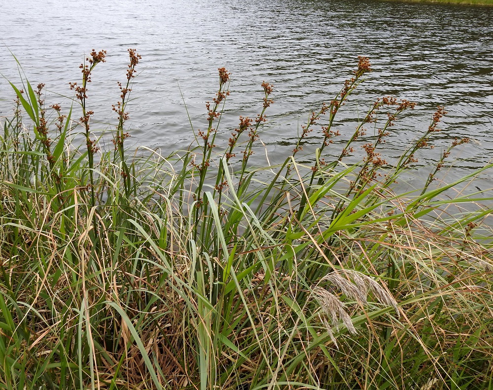 Cladium mariscus - isotaarnan tyvellä on joukko rennohkoja, helposti lakoontuvia ja jopa 100 cm pitkiä lehtiä. Kuvassa on myös vaaleammanvihreitä ja leveämpiä järviruo'on, Phragmites australis, lehtiä. 12.7.2019. Copyright Hannu Kämäräinen.