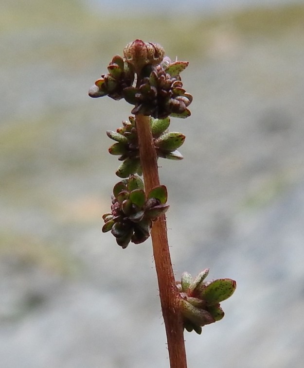 Micranthes foliolosa (Saxifraga foliolosa) - iturikon nimensä mukaiset itusilmut ovat pieniä, noin 1 mm pitkiä ja möyheitä lehtiä, jotka ovat ryhmittyneet tiiviiksi sykeröiksi. Varren yläosa on harvakseen nystykarvainen. Kuvan vanan päässä on itusilmujen lisäksi yksi kukkanuppu. Varsinkin tällöin vanan kukinto-osa voi olla lähes tai aivan haaraton. EnL, Enontekiö, Kilpisjärvi, Saanan jyrkkä koillisrinne vähän pahdan pään ja Saanajärven luoteispuolella, 800 m mpy, 6.7.2018. Copyright Hannu Kämäräinen.