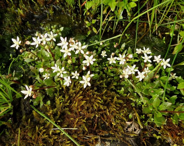 Micranthes stellaris (Saxifraga stellaris) - tähtirikon tyviruusukkeet ovat yleensä runsaslehtiset ja vihreät. Ruusukkeissa on yksi tai useampi vana, joka varjoisillakin kasvupaikoilla on usein punaruskea. EnL, Enontekiö, Kilpisjärvi, Saanan Kilpisjärveen päättyvä, läntinen alarinne Käsivarrentien koillislaidalla Retkeilykeskuksen pohjoispuolella, tunturikoivikosta maantienojaan laskeva puro, 485 m mpy, 9.7.2018. Copyright Hannu Kämäräinen.
