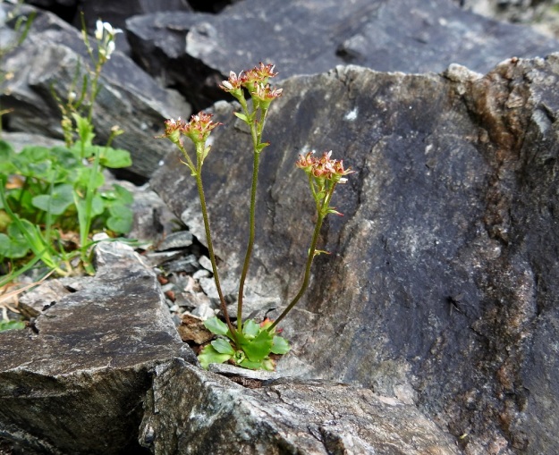 Micranthes tenuis (Saxifraga tenuis) - lumirikon juurakko voi haaroa yläpäästään ja kasvattaa rinnakkaisia ruusukkeita. Yhdessä ruusukkeessa voi olla myös useampia kukintovanoja. Merkittävä pahtarikosta, M. nivalis, erottava tuntomerkki on kukinnon harvakukkaisuus ja kukkien pitkäperäisyys. EnL, Enontekiö, Kilpisjärvi, Iso-Mallan eteläinen alarinne, Kitsijoen Kitsiputouksen seinämärinne, 655 m mpy, 9.7.2018. Copyright Hannu Kämäräinen.