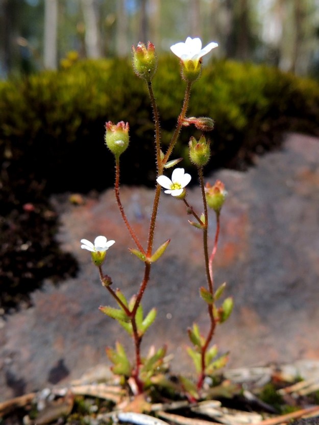 Saxifraga tridactylites - mäkirikon varsi voi haaroa jo alaosastaan. Yksilöt ovat hentoja ja toisinaan vain muutaman sentin mittaisia (kuvassa 3 ja 4 cm). V, Salo, Särkisalo, Förby, aidatun kalkkilouhosalueen pohjoispuoli, avokalliopaljastuma, 14.5.2015. Copyright Hannu Kämäräinen.