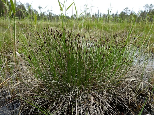 Schoenus ferrugineus - ruskoruosteheinä kykenee mätästämään ja kukoistamaan välikköpintojen lisäksi myös avovetisissä rimmissä. Ks, Kuusamo, Käylä, Oulangan kansallispuisto, Rytilammen länsipuolinen, pieni suoalue, jonka luontopolku ylittää pitkospuin, 10.7.2019. Copyright Hannu Kämäräinen.