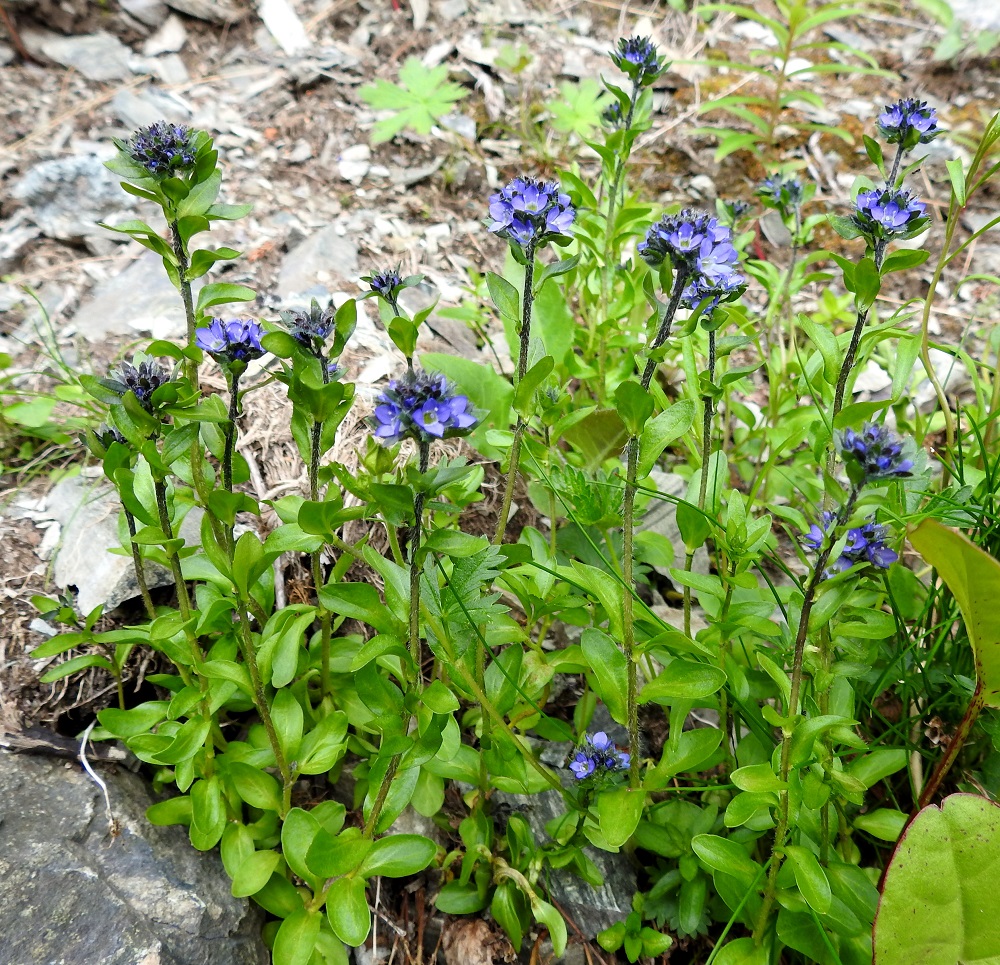 Veronica alpina subsp. alpina - tunturitädyke subsp. pulmuntunturitädyke viihtyy hyvin karummillakin kasvupaikoilla, kunhan vettä on riittävästi saatavilla. Kuvan kasvustolle sitä tihkuu kivikkoa pitkin ja putouksesta sumumaisena. EnL, Enontekiö, Kilpisjärvi, Iso-Mallan etelärinne, Kitsijoen Kitsiputouksen tyvirotko, 650 m mpy, 9.7.2018. Copyright Hannu Kämäräinen.