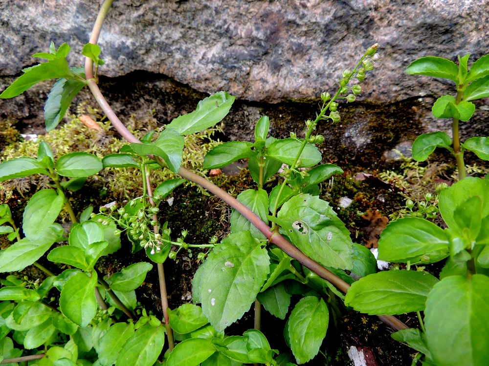 Veronica beccabunga - ojatädykkeen varsi pitenee lähes koko kasvukauden ja latvan kukkiessa alemmat kukkatertut ovat jo hedelmävaiheessa. Tertut ovat täysikasvuisina yleensä noin 5-15 cm pitkiä ja niissä on kukkia tavallisesti noin kymmenestä kahteenkymmeneen. Varsi on mehevä, liereä tai matalasti nelisärmäinen ja kalju sekä vihertävä tai usein punertava. EH, Kouvola, Kuusankoski, Kymintehdas, ent. rautavaraston seinustan vesikanava, 1.8.2015. Copyright Hannu Kämäräinen.
