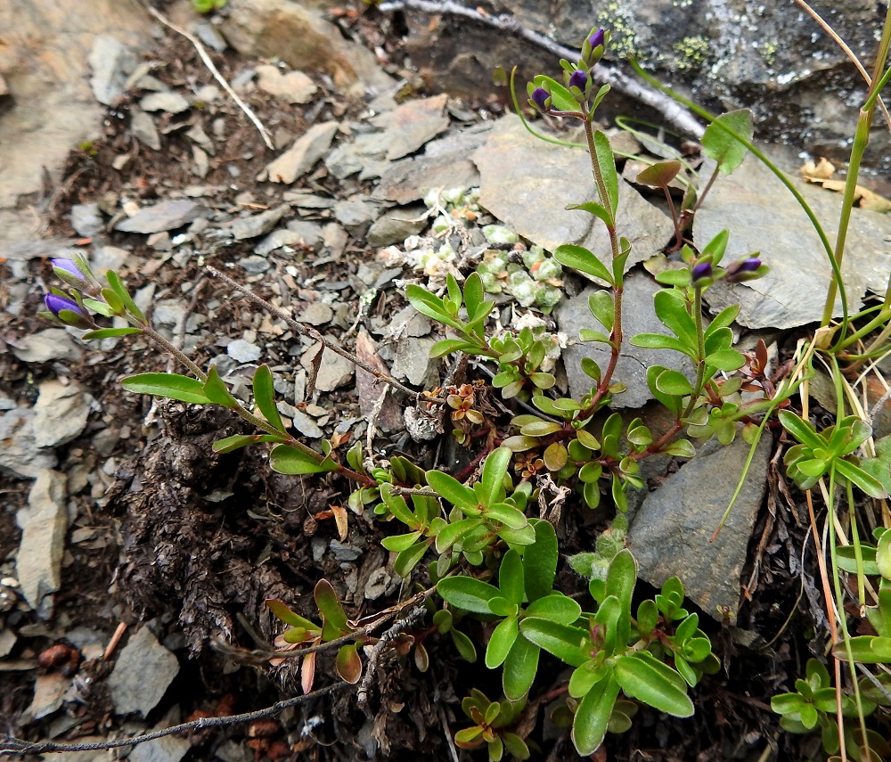 Veronica fruticans - varputädyke ei kuulu tuntureiden alkukesän kukkijoihin. Saanan aurinkoisella lounaisrinteellä se on edennyt heinäkuun alkupäivinä vasta nuppuvaiheeseen. EnL, Enontekiö, Kilpisjärvi, Saanan lounaisrinne, ensimmäinen, matala pahtaseinämä tunturikoivikkorinteessä, retkeilykeskuksen kohdalla, luonnonsuojelualue, 600 m mpy, 5.7.2018. Copyright Hannu Kämäräinen.