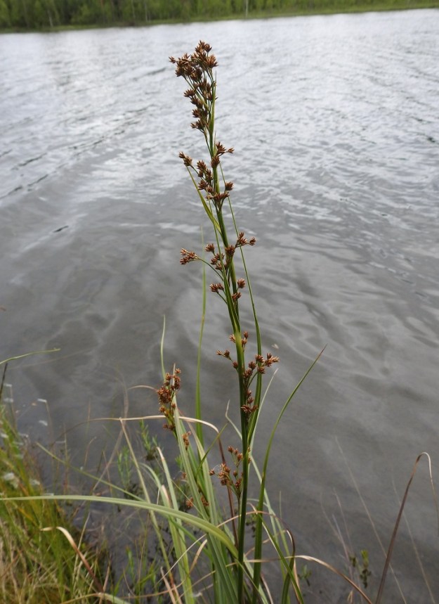 Cladium mariscus - isotaarnan kukinto on tavallisesti noin 30-50 cm pitkä, kapeahko ja kerroksellisista osakukinnoista muodostuva. Osakukinnot ovat varren latvaosan lehtihangoissa. 12.7.2019. Copyright Hannu Kämäräinen.