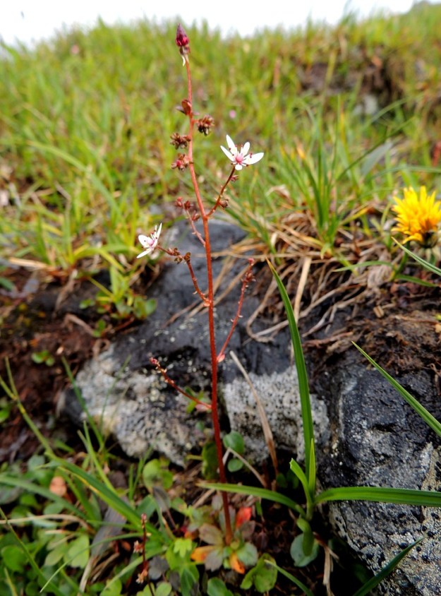 Micranthes foliolosa (Saxifraga foliolosa) - iturikon kukinto on usein harvakseen haarainen. Haarat ovat sivulle tai yläviistoon siirottavia ja niiden pituus vaihtelee suuresti. Toisinaan alin haara voi olla vanan puoliväliä alempana. Varsi ja kukintohaarat ovat kuvan tavoin punaruskeat tai toisinaan vihreät. EnL, Enontekiö, Kilpisjärvi, Saana, Saanan luoteisrinteen paljakkakangas lähellä lounaispahdan reunaa, 730 m mpy, 17.7.2013. Copyright Hannu Kämäräinen.