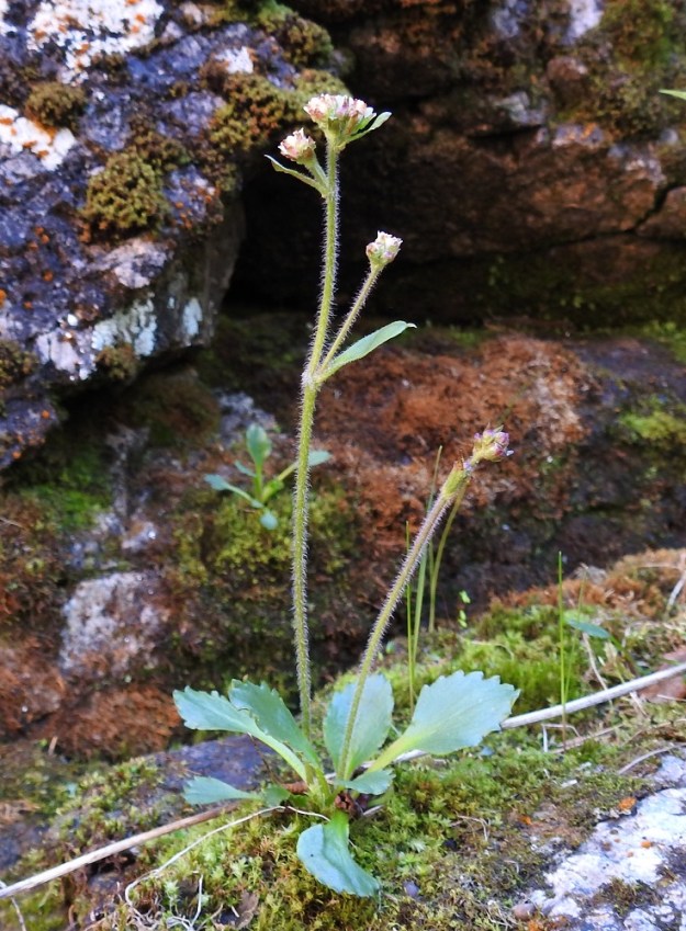 Micranthes nivalis (Saxifraga nivalis) - pahtarikko voi kasvattaa myös samaan ruusukkeeseen useamman kukintovanan. Tällöin sivuvanat jäävät yleensä pienemmiksi. Ks, Kuusamo, Käylä, Oulankajoen eteläiset rantakalliot Kiutakönkään kohdalla, rantaan laskeva, kausikostea kallionotkelma, 14.6.2019. Copyright Hannu Kämäräinen.