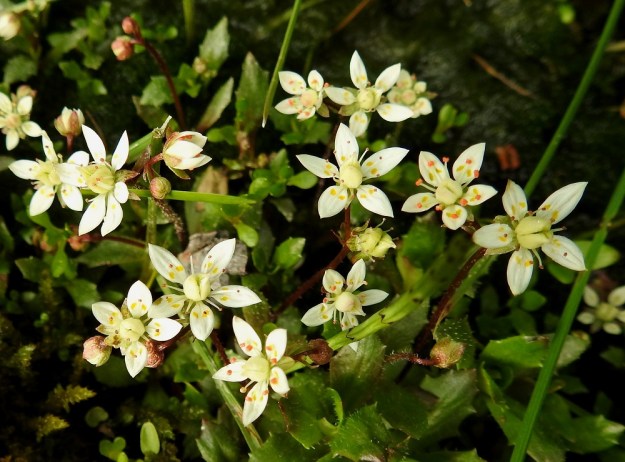 Micranthes stellaris (Saxifraga stellaris) - tähtirikon kukat ovat yksittäin, kaksittain tai yleisemmin 3-5 kukan harsuna huiskilona vanan kärkiosassa. Kukinto-osa haaroo usein myös toistamiseen. EnL, Enontekiö, Kilpisjärvi, Saanan Kilpisjärveen päättyvä, läntinen alarinne Käsivarrentien koillislaidalla Retkeilykeskuksen pohjoispuolella, tunturikoivikosta maantienojaan laskeva puro, 485 m mpy, 9.7.2018. Copyright Hannu Kämäräinen.