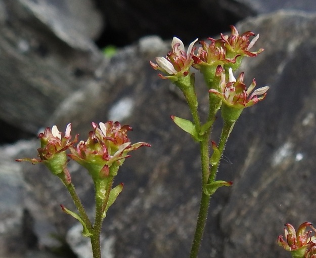 Micranthes tenuis (Saxifraga tenuis) - lumirikon varret, kukintohaarat ja kukkaperät ovat lyhyesti nystykarvaiset. Kukkien tukilehdet ovat kapeanpuikeita, suikeita tai lähes tasasoukkia, yleensä ehyitä ja noin 2-4 mm pitkiä sekä kukkaperää selvästi lyhyempiä. Kukkaperän pituus voi nousta jopa 20 mm:iin ja perässä voi olla tukilehden tyyppinen, pieni kukintolehti. Kuvan yksilössä osa näistä lehdistä sijaitsee aivan verhiön tyvellä. EnL, Enontekiö, Kilpisjärvi, Iso-Mallan eteläinen alarinne, Kitsijoen Kitsiputouksen seinämärinne, 655 m mpy, 9.7.2018. Copyright Hannu Kämäräinen.