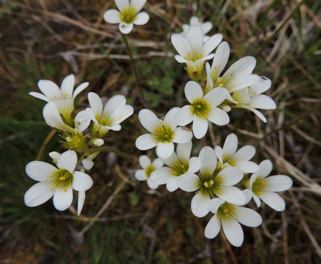 Saxifraga granulata - papelorikon terälehdet eivät aukea vaakatasoon saakka vaan jäävät yläviistoiksi. Tämän vuoksi teriöstä saa hieman kellomaisen vaikutelman. Läpimittaa teriölle kertyy yleensä 15-25 mm. Monella rikkolajilla, niin myös papelorikolla, on taipumus varmistaa kukkien pölytys itsepölytyksenä, elleivät hyönteiset sitä tee. Tästä esimerkkinä on kuvan vasemman alalaidan kukka, jossa osa heteiden ponsista on kiinnittynyt luotteihin. A, Lemland, Styrsön ja Nåtön välinen pieni Rödgrundet-saari, jonka maantie lävistää, tienlaitaketo, YKJ 27.5.2013. Copyright Hannu Kämäräinen.