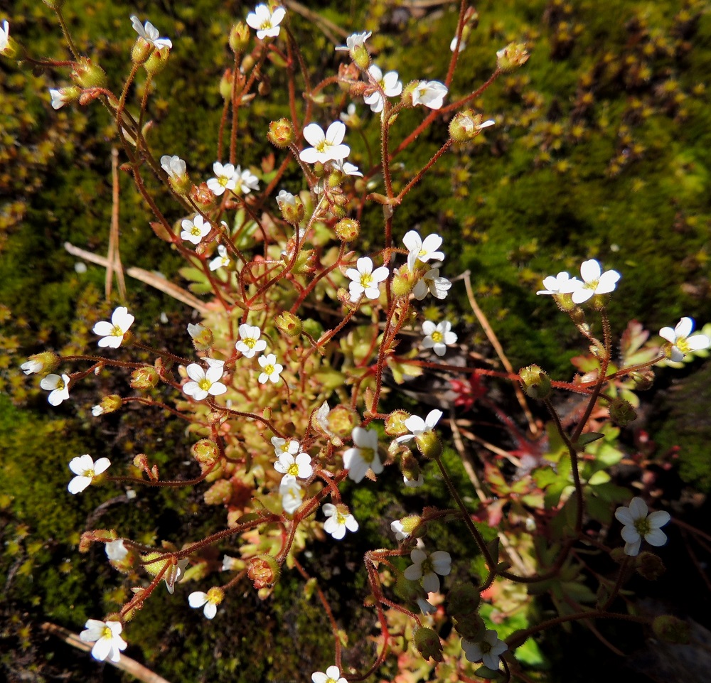 Saxifraga tridactylites - mäkirikon kukat ovat yksittäin lehtihangoissa tai vähäkukkaisissa haaroissa. Lehtihankaisten kukkien kukkaperä on tavallisesti noin 10-15 mm ja haaroissa olevien kukkien noin 3-5 mm pitkä. 14.5.2015. Copyright Hannu Kämäräinen.