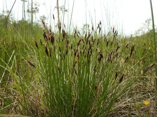 Schoenus ferrugineus - ruskoruosteheinän varsikko on noin 15-30 cm korkea. Varret ovat vain noin millimetrin paksuiset ja tähkistöön saakka lehdettömät. Ks, Kuusamo, Käylä, Oulangan kansallispuisto, Rytilampi, rantasuo, 10.7.2019. Copyright Hannu Kämäräinen.