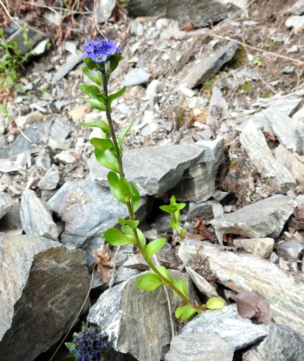 Veronica alpina subsp. alpina - pulmuntunturitädykkeen lehdet ovat varrella vastakkain tai vuorottain vaihdellen samassakin yksilössä. Kukinto on aluksi tiiviin puolipallomainen. EnL, Enontekiö, Kilpisjärvi, Iso-Mallan etelärinne, Kitsijoen Kitsiputouksen tyvirotko, 650 m mpy, 9.7.2018. Copyright Hannu Kämäräinen.