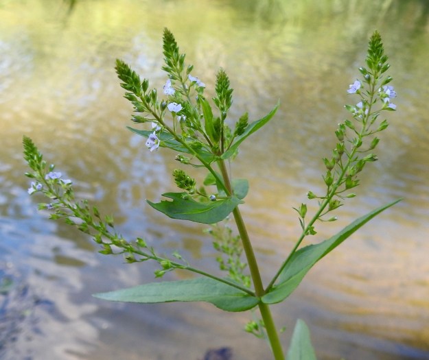 Veronica anagallis-aquatica - konnantädykkeen lehtihankaiset kukkatertut ovat täysikasvuisina monikymmenkukkaiset ja tavallisesti noin 10-20 cm pitkät. ES, Kouvola, Kullasvaara, Kotkan valtatien itäpuoli, rata-alueen pohjoispuolella oleva oja ja sen hulevesialtaat, 10.7.2020. Copyright Hannu Kämäräinen.