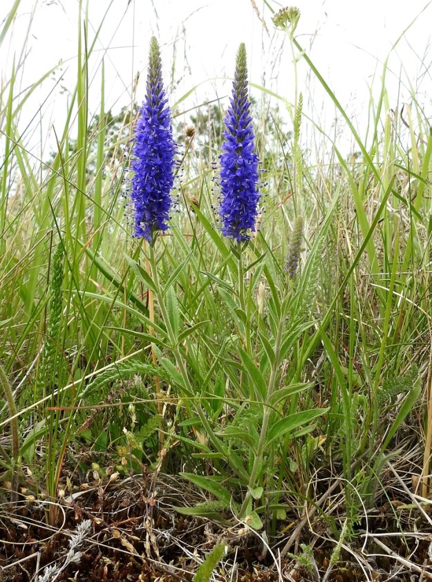 Veronica spicata - tähkätädyke kasvaa tavallisesti noin 15-40 cm korkeaksi. Sen varsi on tyveltä koheneva mutta muuten pysty. A, Eckerö, Käringsundby, rantakallioketo Käringsundsvägenin varrella, 9.7.2017. Copyright Hannu Kämäräinen.