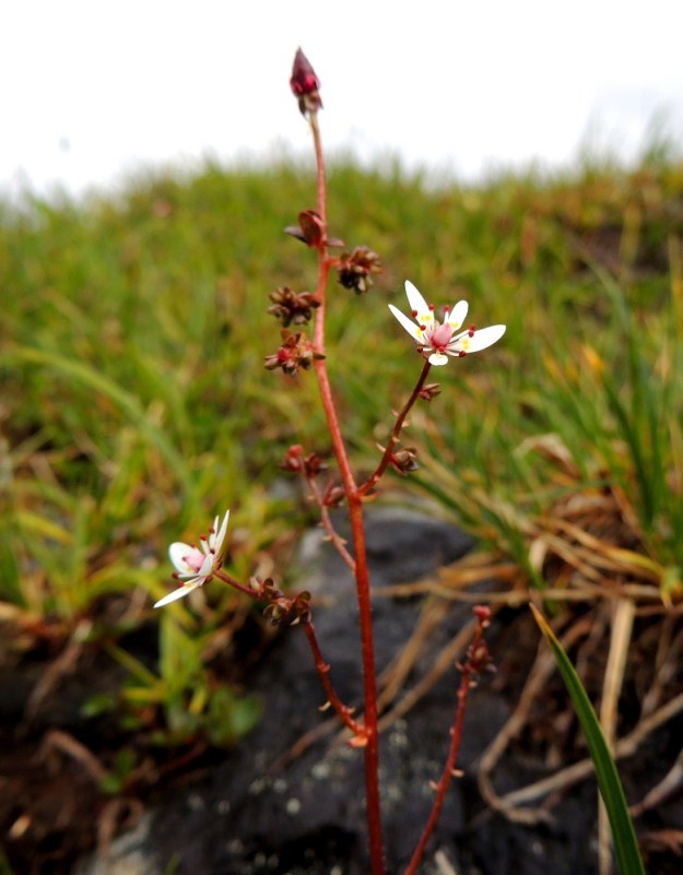 Micranthes foliolosa (Saxifraga foliolosa) - iturikon kukat ovat vanan ja haarojen kärjissä yksittäin tai kaksittain. Kukinnon haarat ovat tukilehdellisiä. Tukilehdet ovat vain noin 2-5 mm pitkiä. Pieniä kukintolehtiä kasvaa usein siellä täällä myös haaroissa ja kukkaperissä. EnL, Enontekiö, Kilpisjärvi, Saana, Saanan luoteisrinteen paljakkakangas lähellä lounaispahdan reunaa, 730 m mpy, 17.7.2013. Copyright Hannu Kämäräinen.