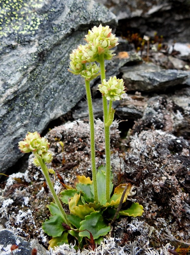 Micranthes nivalis (Saxifraga nivalis) - pahtarikon kukinto on vanan latvaosassa ja se on varsipäätteinen tai yhdestä kahteen kertaan haarova. Kukat ovat yleensä tiiviissä tertuissa varren ja kukintohaarojen päissä. Parhaimmillaan tertut ovat kuvan tavoin melkein pallomaisia tai pitkänpyöreitä kukkien suuntautuessa lähes joka taholle. EnL, Enontekiö, Kilpisjärvi, Saanan jyrkkä, koillisrinne, pahtaseinämän tyvi Saanajärven luoteispään kohdalla, 795 m mpy, 6.7.2018. Copyright Hannu Kämäräinen.